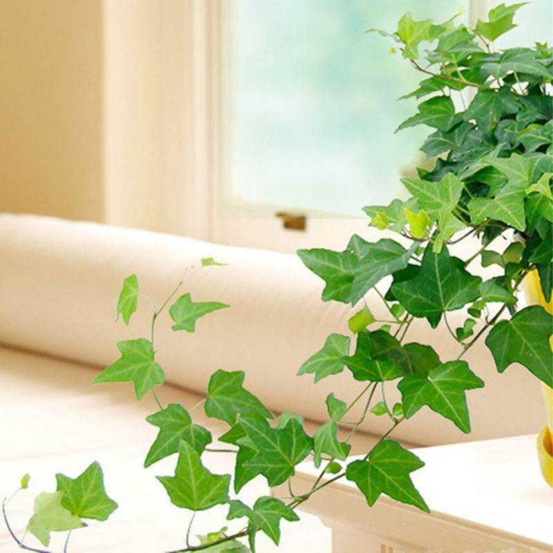 推荐Ivy potted indoor and outdoor plants hanging green plant