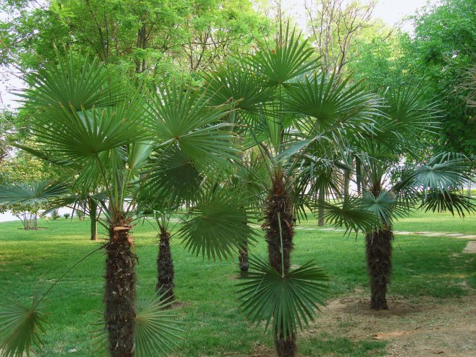 棕榈树种植