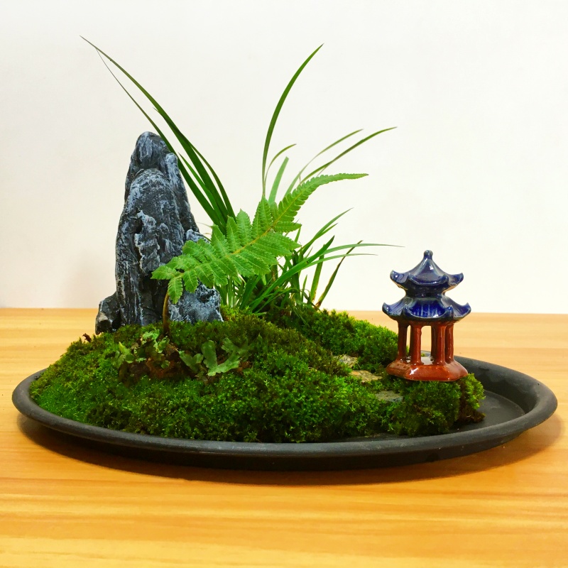 手工制作苔藓蕨类微景观室内书桌办公室桌面植物绿植盆景生态摆件