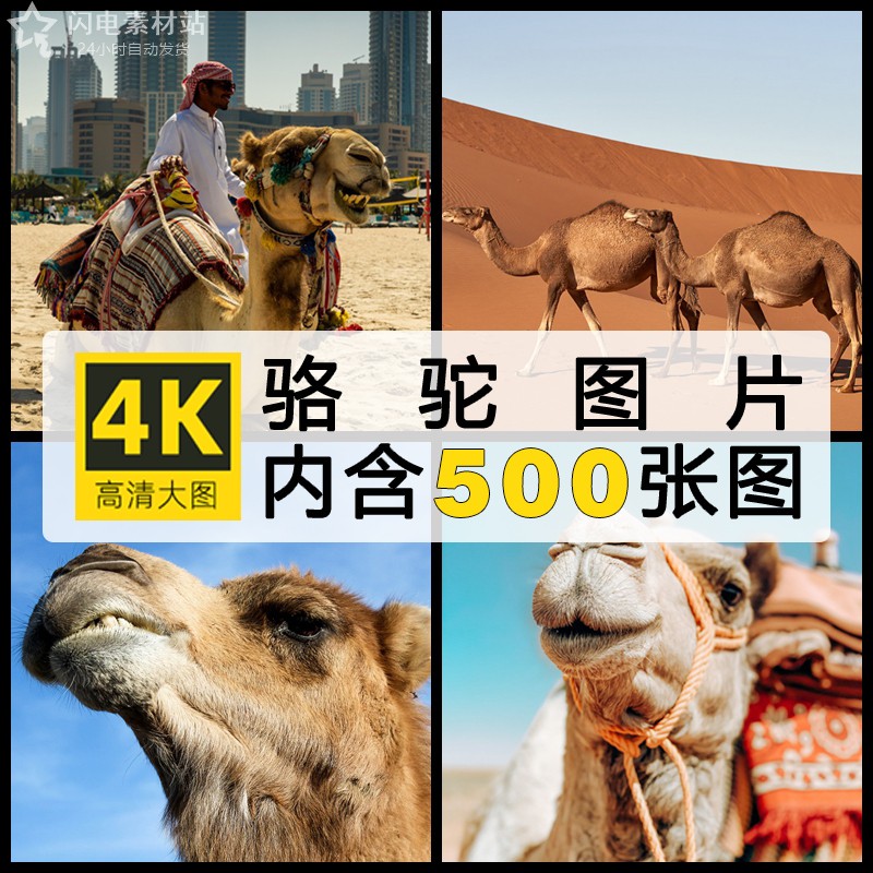 4K高清骆驼沙漠驼队哺乳动物图片素材ps设计海报背景绘画参考临摹
