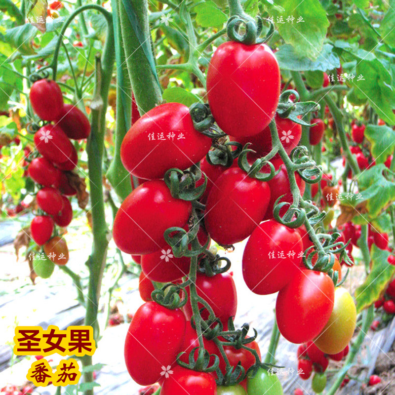 红圣女樱桃番茄种子甜味浓露地种中早熟无限生长洋柿子小西红柿籽