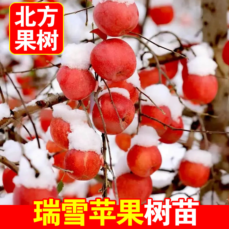瑞雪苹果树苗嫁接晚熟品种南北种植冬季成熟苹果抗寒盆栽地栽结果