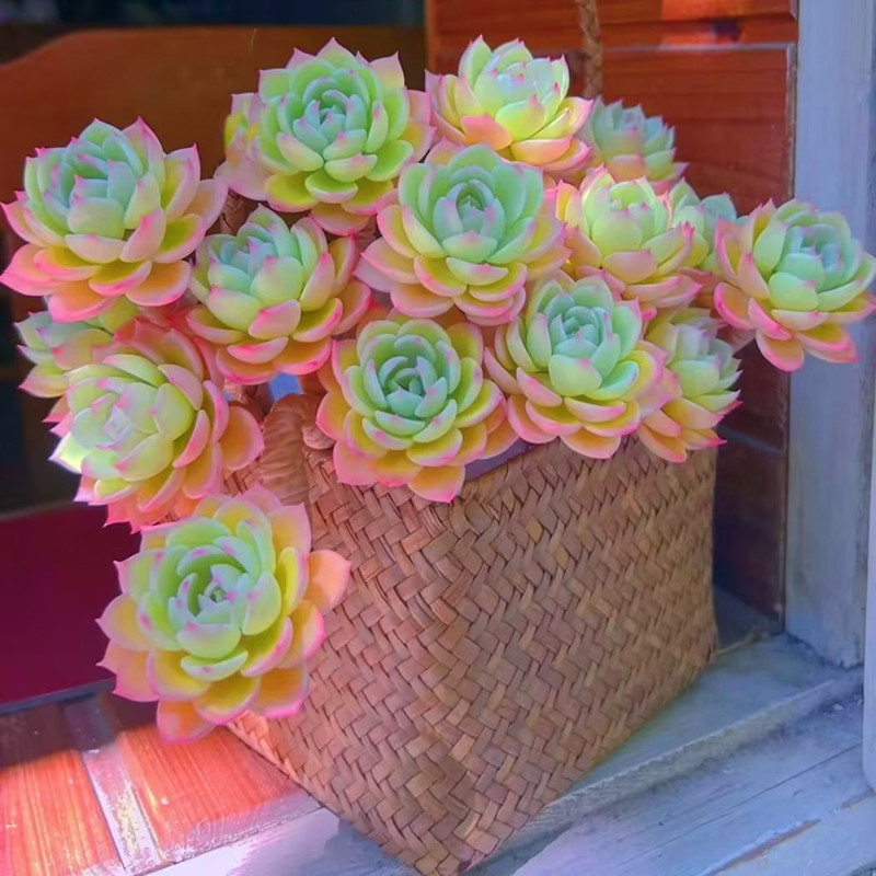 超大群生老桩多肉植物三色琉璃盏室内阳台防辐射精品盆栽绿植花卉