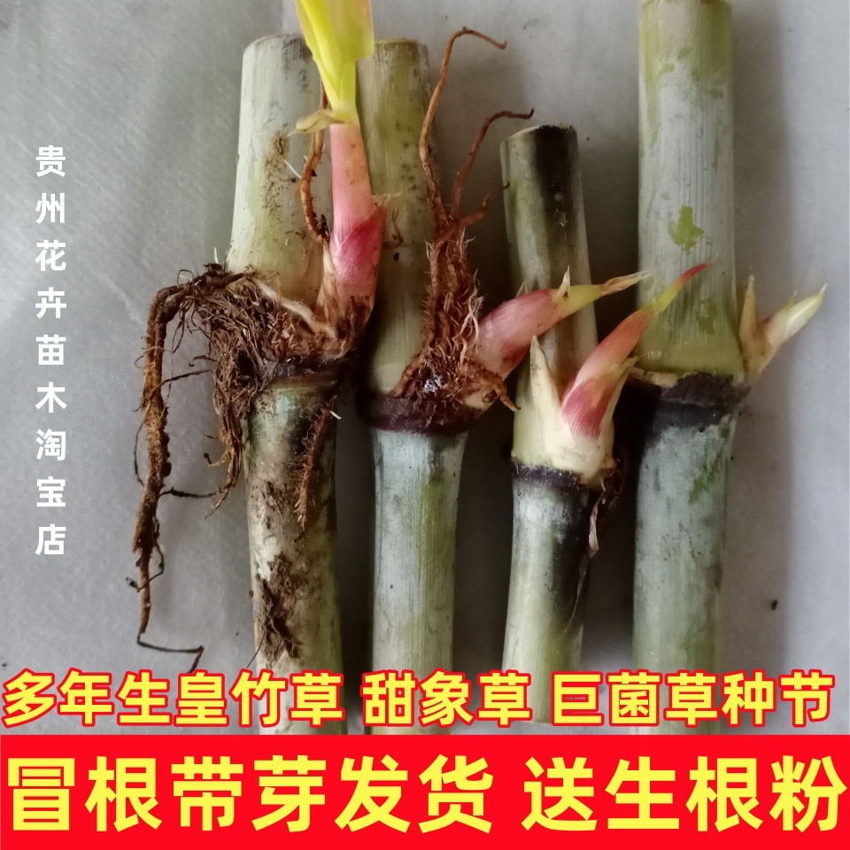 新型皇竹草种节甜象草3号种子巨菌草红象草高产多年生耐寒牧草