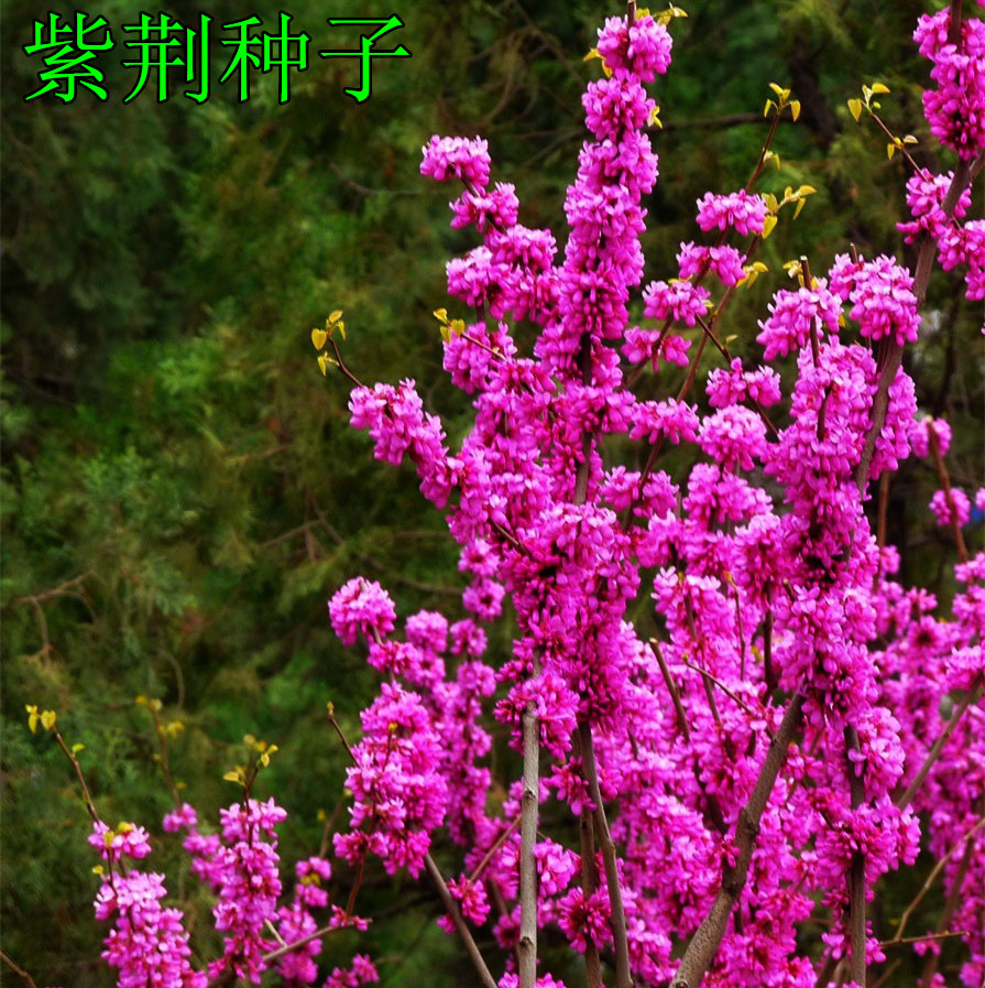 新采紫荆种子 巨紫荆种子 紫荆树种子 紫荆花种子  庭院花卉种子