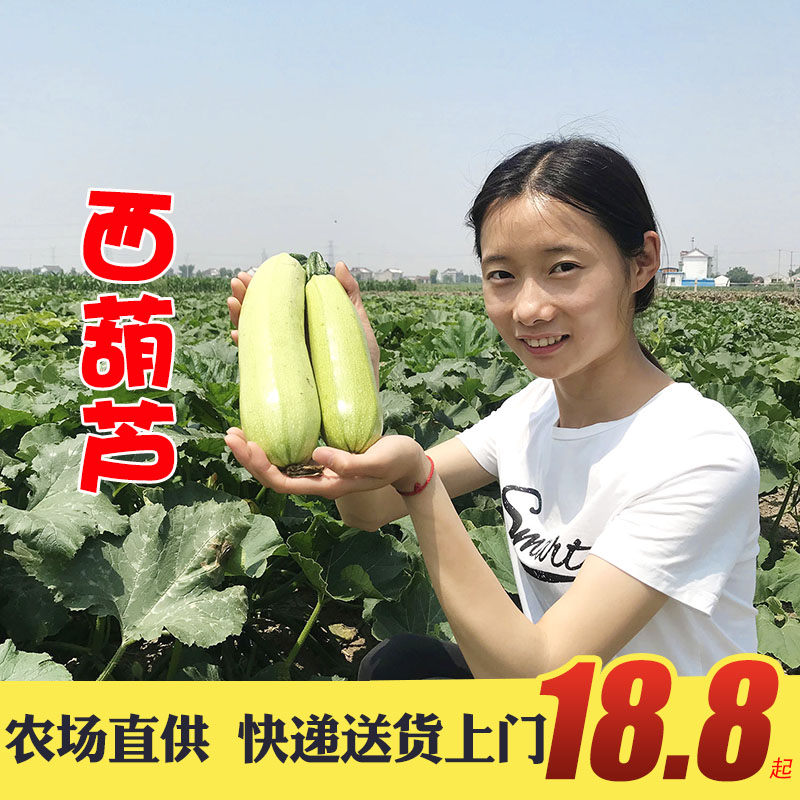 晓玲农场自种新鲜现摘西葫芦小瓜嫩菜瓜茭瓜时令蔬菜宝宝辅食