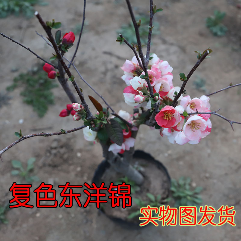 复色东洋锦海棠花树苗实物图一物一拍稀有品种盆栽庭院绿植室内