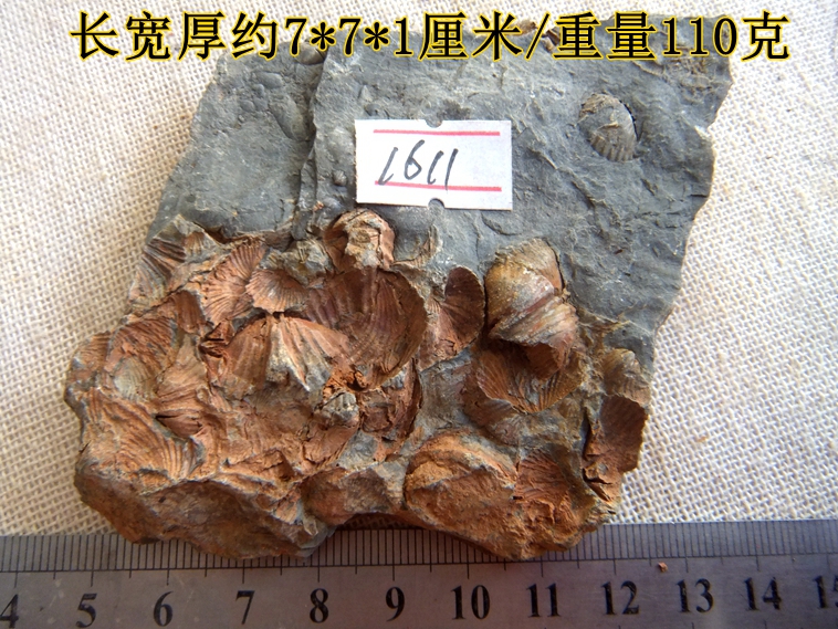 新群聚共生彩色石燕贝化石摆放石材动物怀旧海洋古生物科普标本99