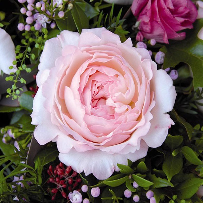 凯拉 奥斯汀切花玫瑰 月季花苗 白色粉边颜色因日照变化带土发货