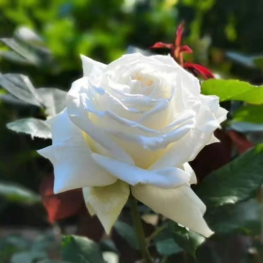 保罗二世 切花月季扦插浓香灌木阳台庭院植物白色玫瑰四季开花