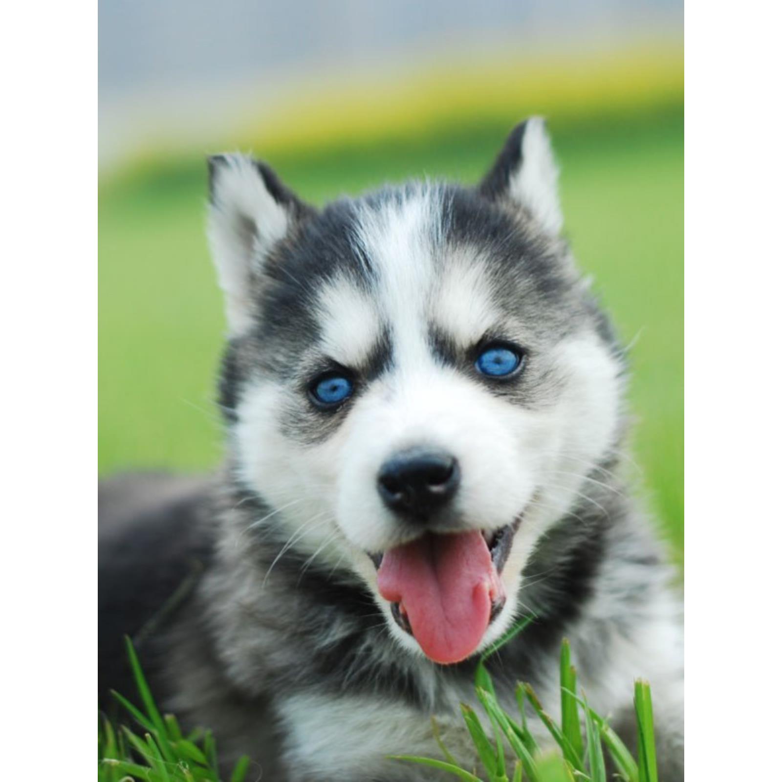 纯种哈士奇幼犬活体中型蓝眼睛三把火二哈阿拉斯加雪橇犬宠物狗狗