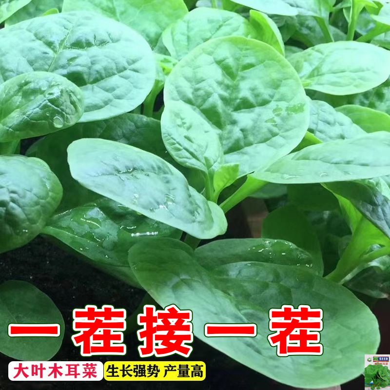 大叶木耳菜种籽高产肉厚一年四季春夏秋季蔬菜盆栽豆腐摩尔菜种子