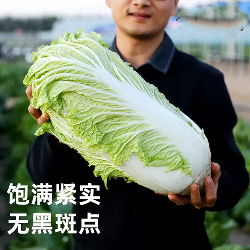 日本夏阳早50耐热大白菜种子山东白菜种籽四季农家庭院蔬菜白菜孑