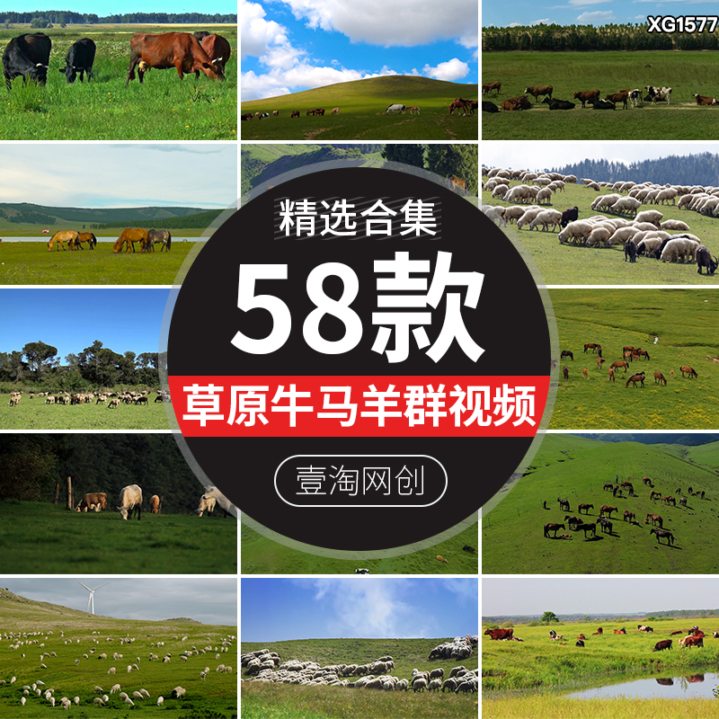 内蒙古大草原放养牛群马群羊群绵羊吃草草地牧场放牧航拍视频素材
