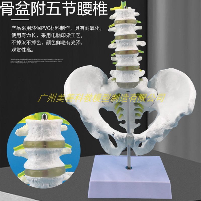 热销中男性骨盆模型附五节型椎脊间模腰盆骨人体腰椎椎柱盘髋骨骶