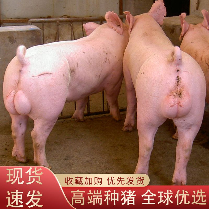 史记猪精皮特兰液杜洛克猪精子长白猪精大白猪精人工配种原种猪精