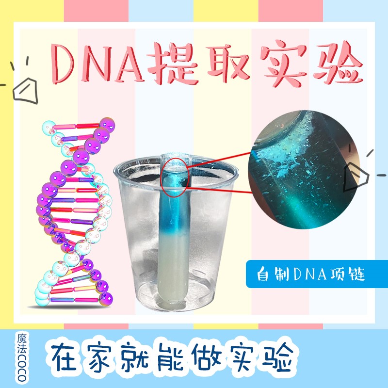 stem创客科技小制作玩具套装水果DNA项链提取生物科学实验diy材料