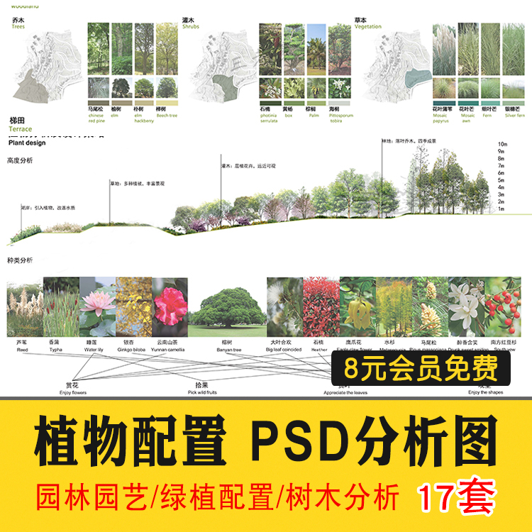 园林景观园艺植物配置PSD分层 树木绿植PS分析图种植搭配素材