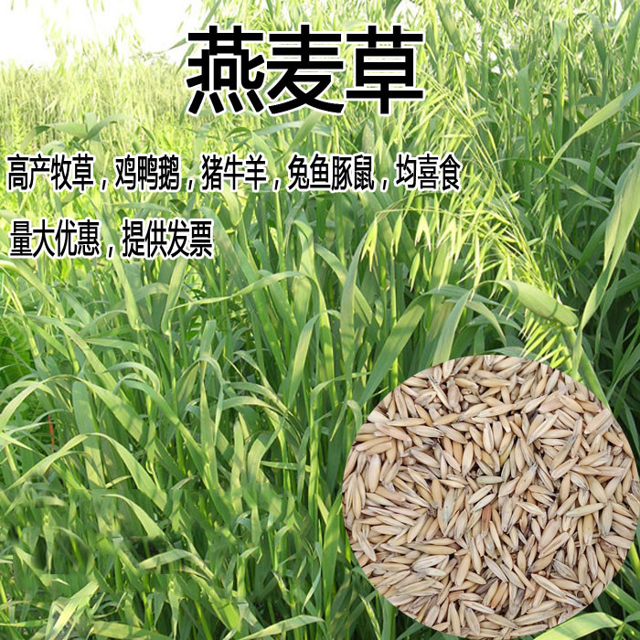 燕麦种子边锋燕麦牧草种子高产量饲料高营养 热卖春秋季种植
