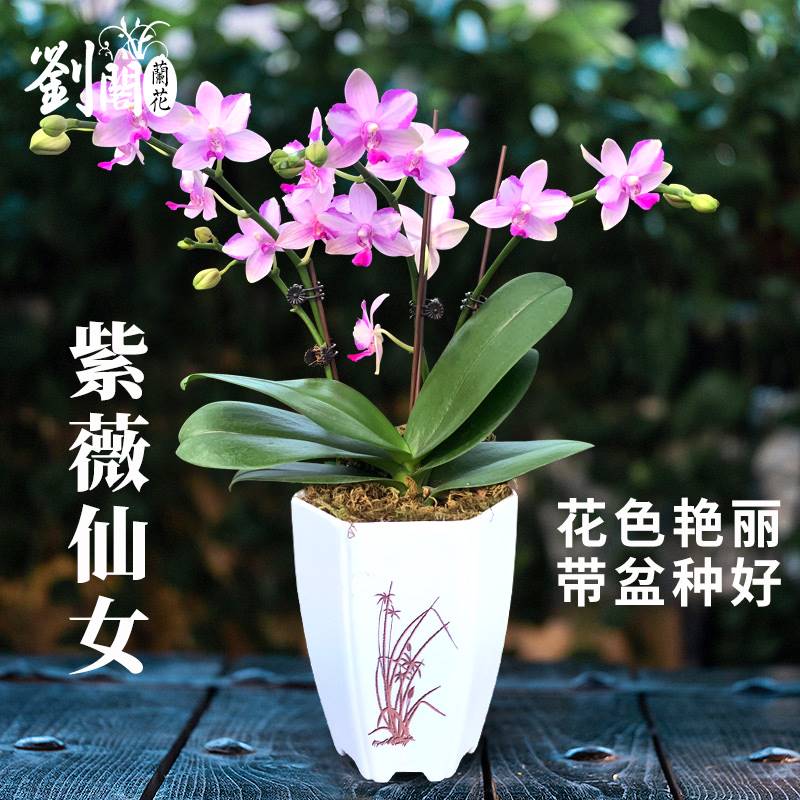 苗蝴蝶兰冬带花苞出售紫薇仙女有香味的兰花卉客厅盆栽