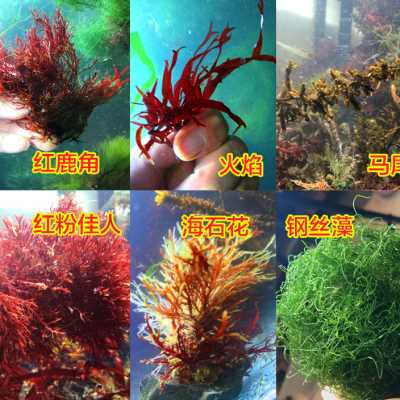 海水藻类植物石头带石火焰藻钢丝鹿角绿红葡萄羽毛水草海草活海藻