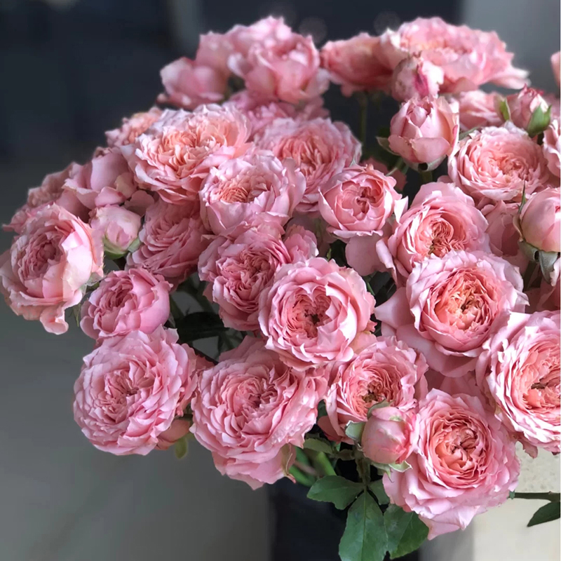高端稀有多头粉色蔷薇玫瑰朱丽叶塔 人鱼公主客厅卧室水养鲜花