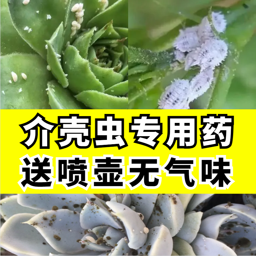 多肉介壳虫蚧壳虫专用药杀虫剂幸福树兰花蚧必治花卉植物除虫喷雾