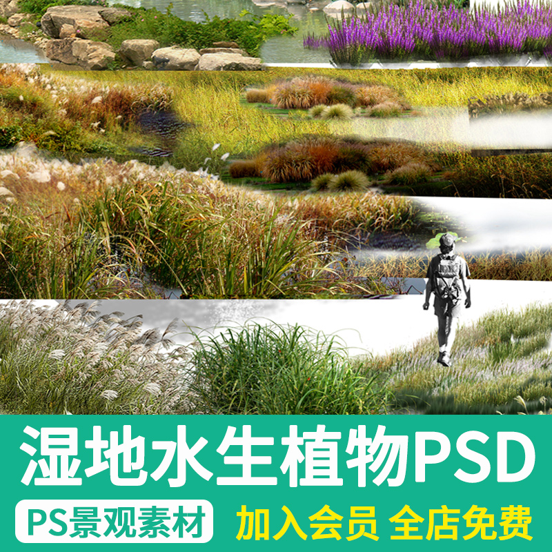 湿地公园水生植物芦苇水草PSD效果图设计素材滨水景观植物免抠图