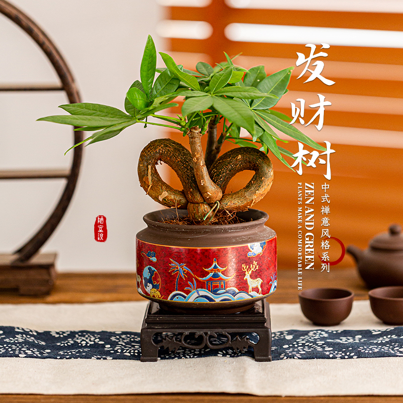 中国结发财树盆栽室内绿植花卉桌面禅意摆件茶几植物耐活好养盆景