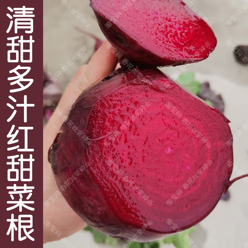 清甜多汁红甜菜根种子 春秋季播蔬菜籽 阳台大田水果菾菜头高产孑