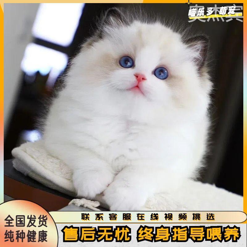 纯种布偶猫活体幼崽波斯海双蓝色宠物猫蓝眼睛布偶仙女黏人小猫咪