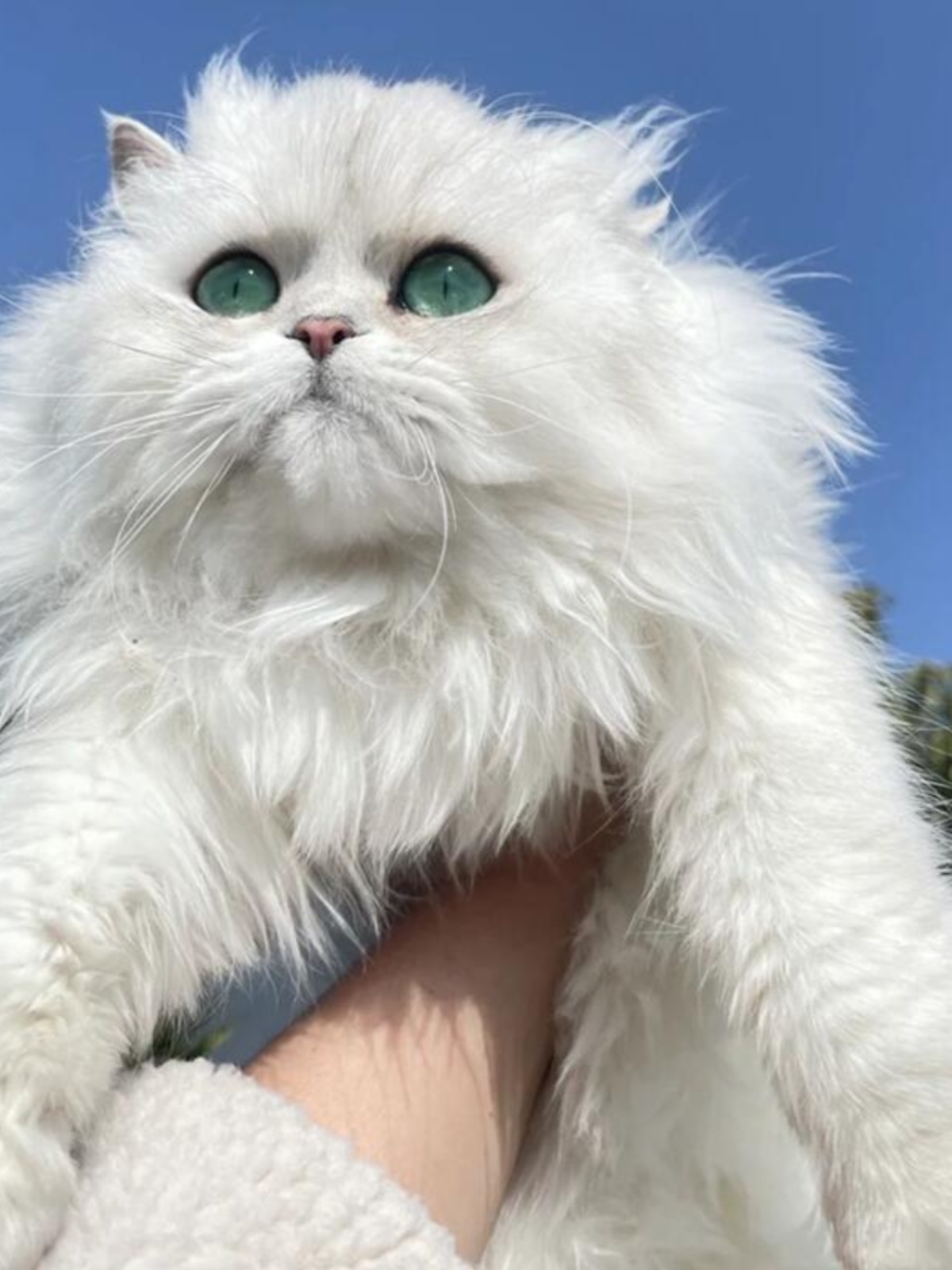 金吉拉幼猫纯种长毛蓝眼银渐层银点小猫咪活物短腿拿破仑矮脚宠物