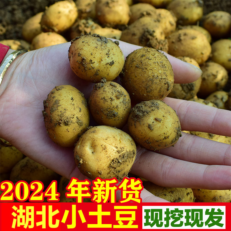 现挖现发黄心小土豆农家自种新鲜洋芋高山马铃薯3-5-9斤包邮恩施