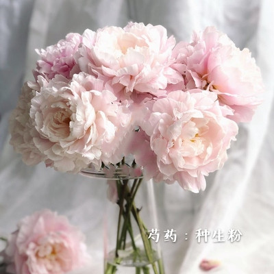 山东菏泽芍药鲜切花母亲节鲜花红粉色花进口牡丹鲜切花瓶重瓣生日