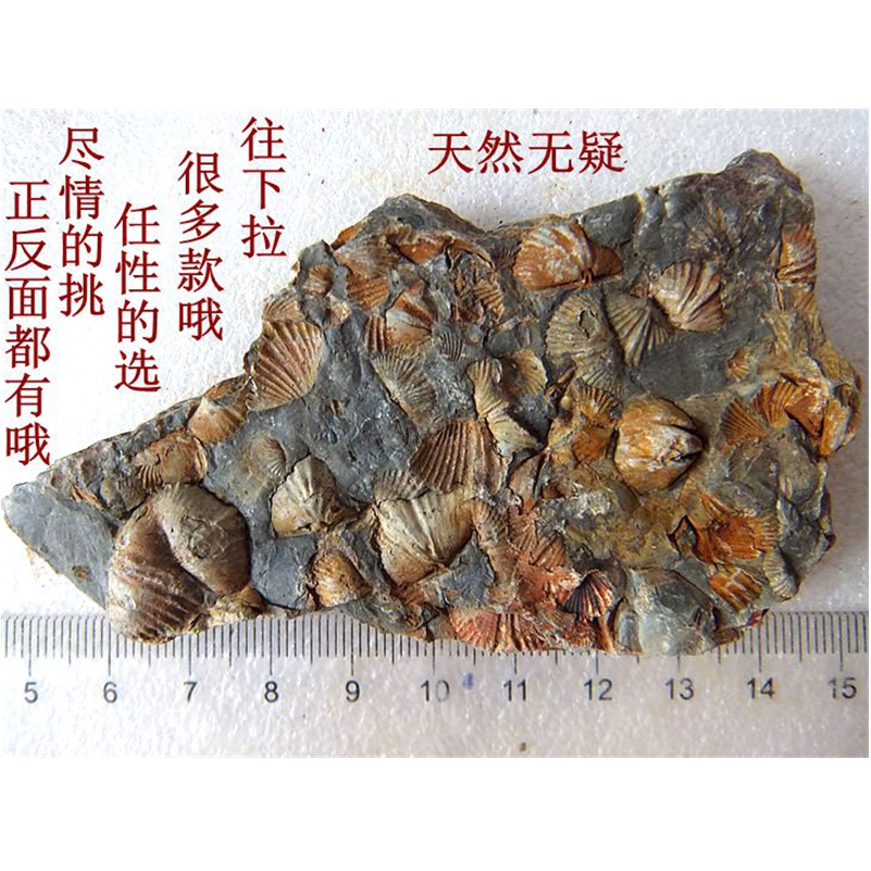 群聚共生彩色石燕贝化石摆放石材动物怀旧海洋古生物科普标本9999