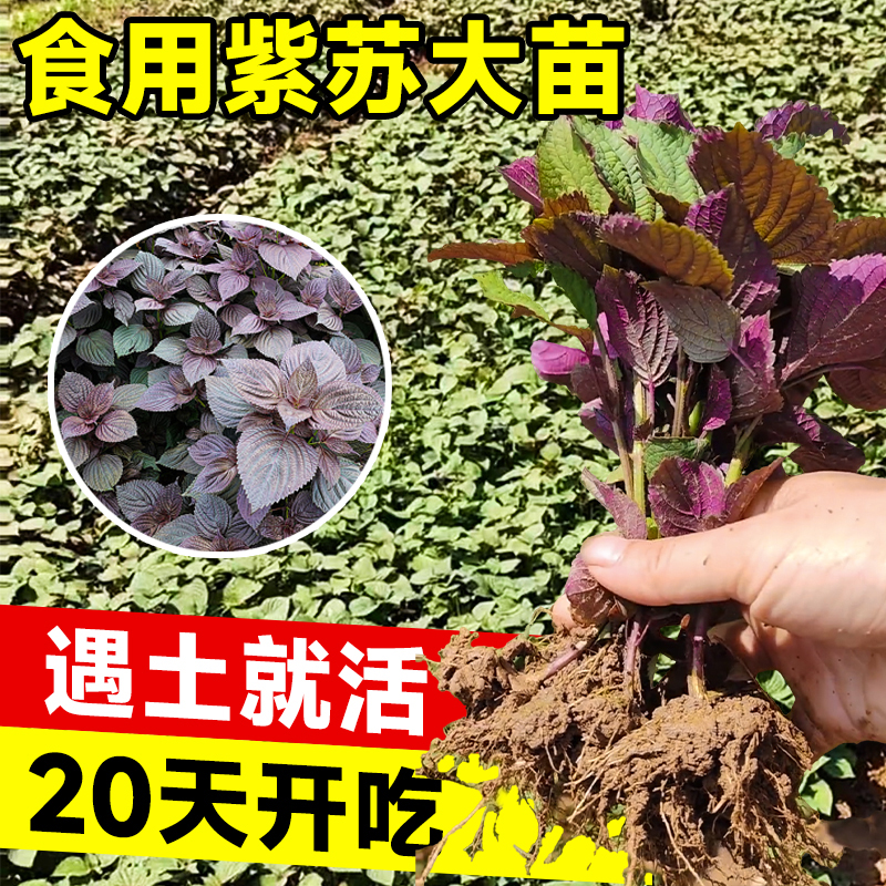 大叶紫苏苗盆栽双面红可食用树苗秋季种植阳台蔬菜苗秧苗四季薄荷