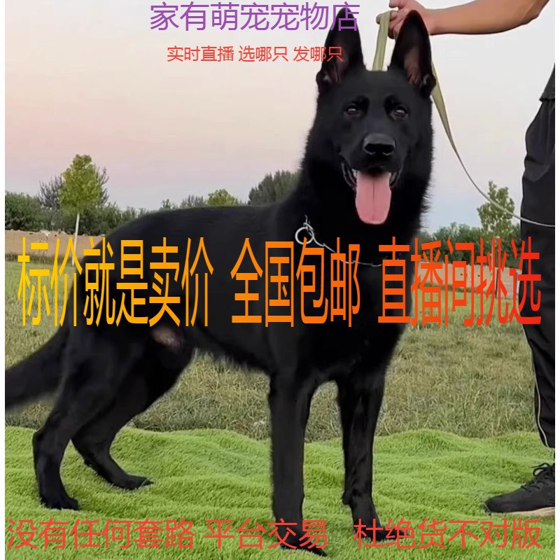 中华田园犬幼犬黑色