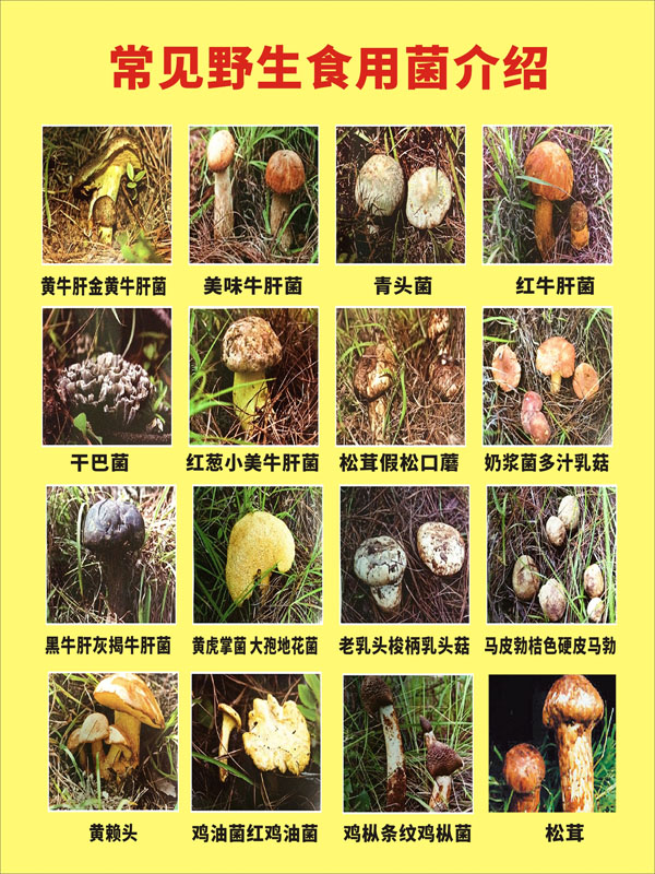 M769常见野生可食用菌蘑菇介绍种类宣传墙上贴图1872海报印制展板