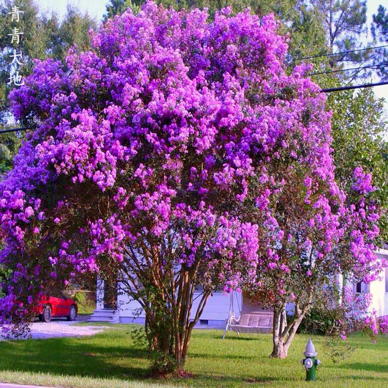 丛生紫薇树苗庭院 植大型紫薇花盆栽美国红火箭绿化风景树苗耐寒
