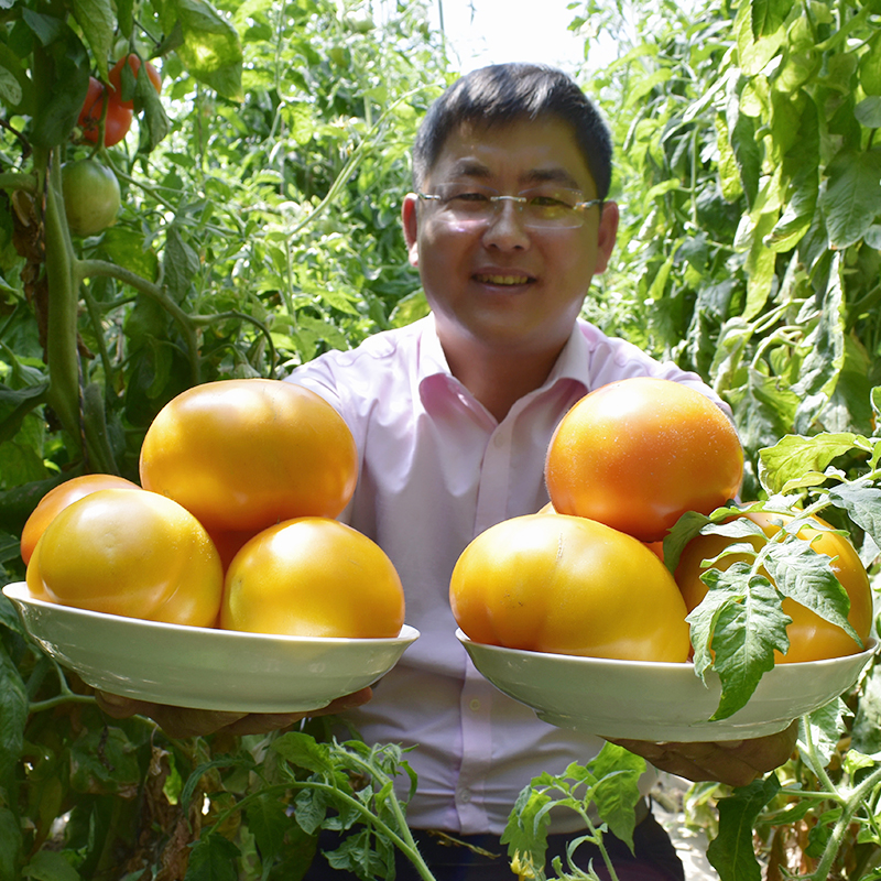 内蒙古五原黄柿子黄色西红柿新鲜自然熟特产水果草莓番茄孕妇即食