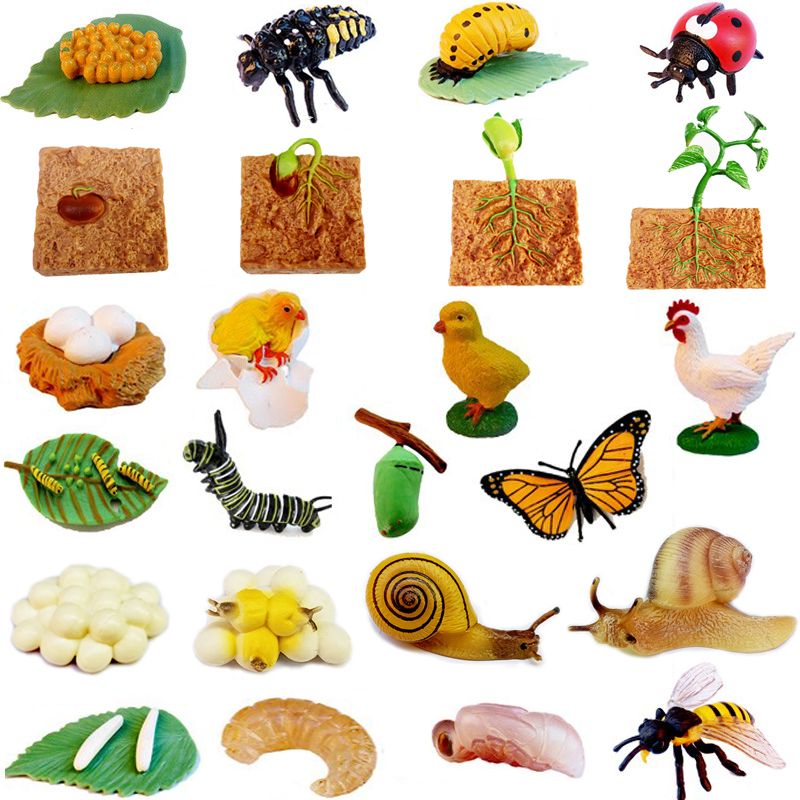 仿真虫子动物模型昆虫生长过程蝴蝶蜘蛛海龟蚊子瓢虫成长周期玩具