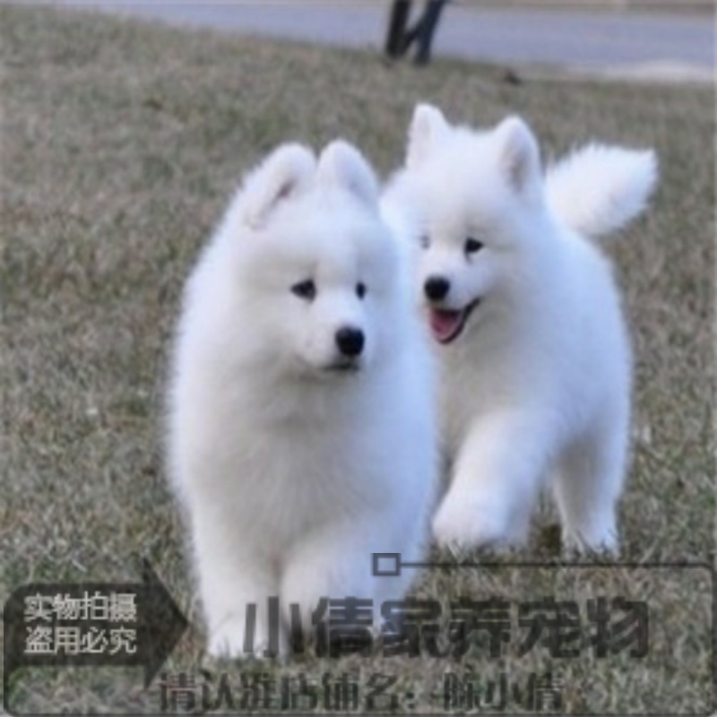 纯种萨摩耶幼犬活体宠物澳版萨摩耶狗狗幼崽白色中型家庭犬公母x