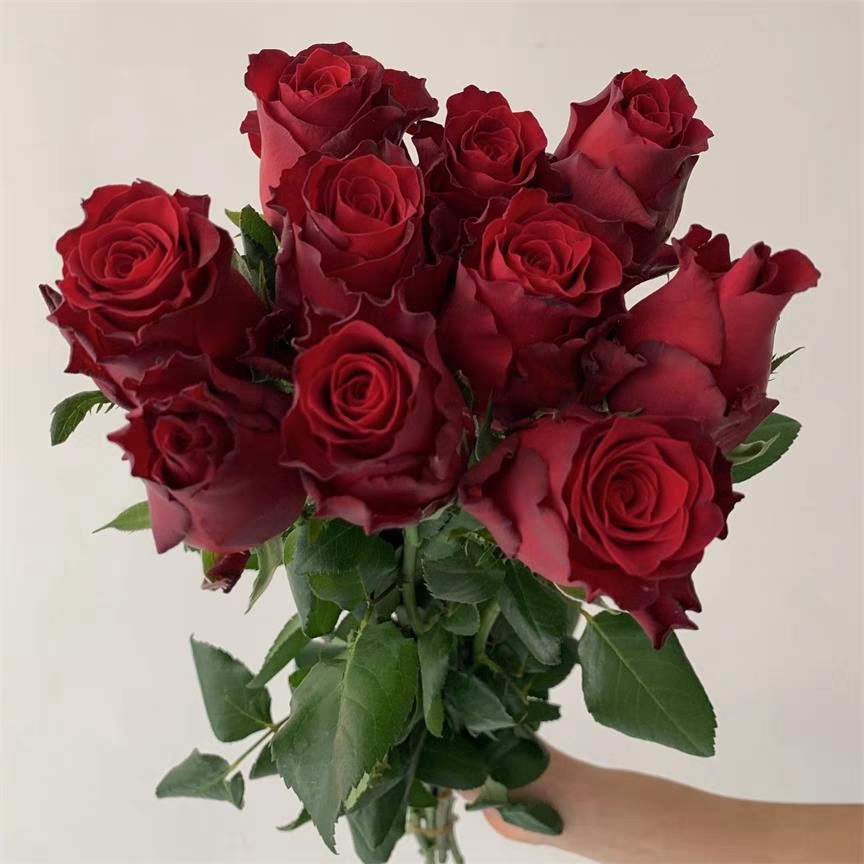 罗德斯肯尼亚红玫瑰花苗四季阳台庭院月季花朵饱满有丝绒感一加仑