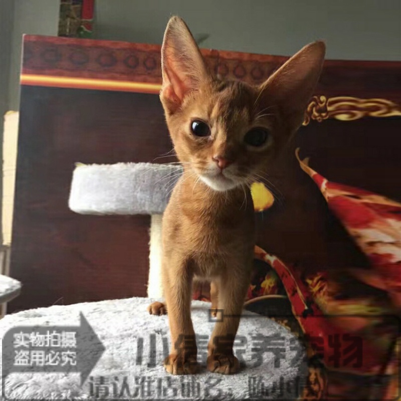 出售幼猫活体宠物猫咪阿比西尼亚猫活体幼猫栗色红色纯种阿比猫x