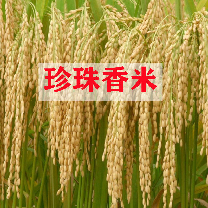 高档珍珠香米种子崇明大米水稻种子稻谷籽优质高产非杂交水稻种子