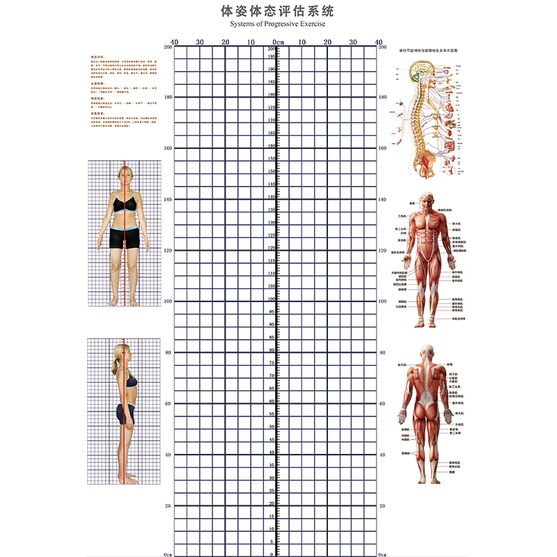 体态评估表墙纸工作室体测表背景图私教瑜伽馆健身体姿房产后壁纸
