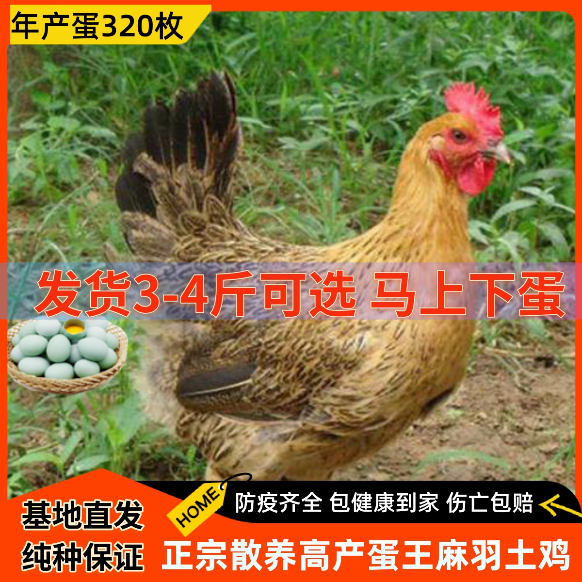 4斤产蛋王麻羽土鸡活苗绿壳蛋鸡下蛋鸡活鸡包活到家成年母鸡青脚