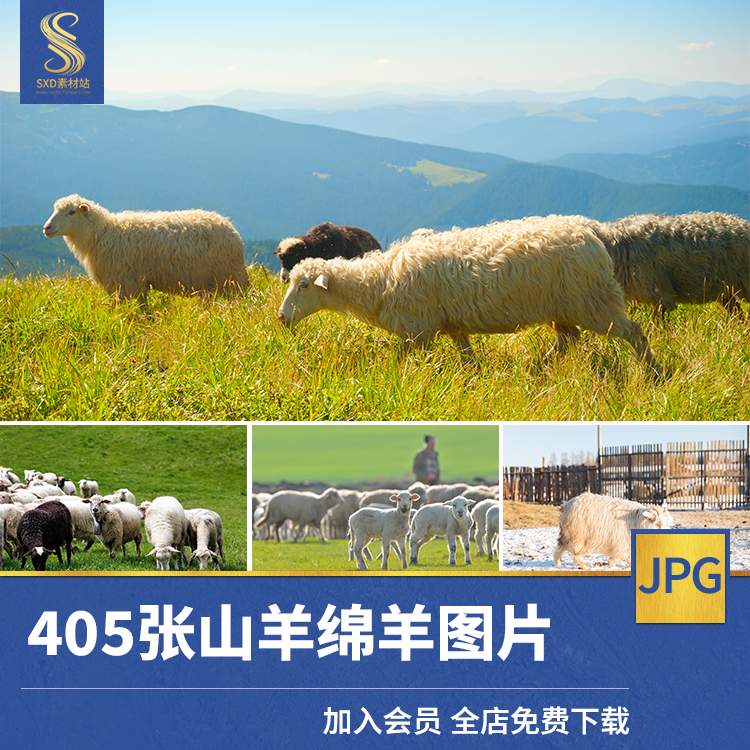 山羊绵羊高清JPG图片草原牧场羊群黑白小羊羔动物特写照片素材