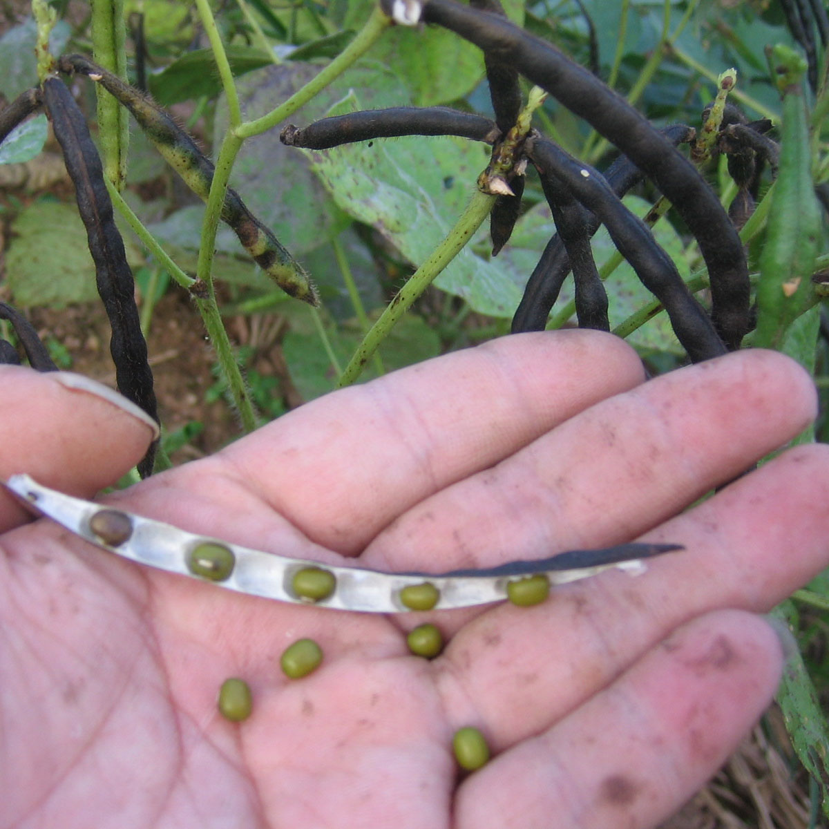 农家自产土绿豆 五谷杂粮 500g 无农药化肥发豆芽可以种 自己吃的