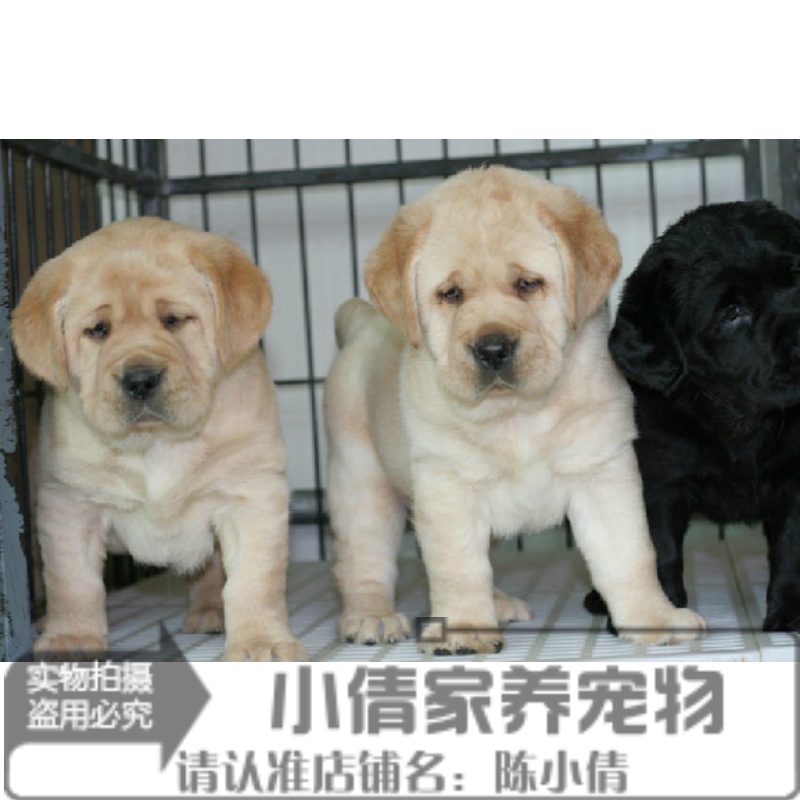 出售纯种黑色拉布拉多犬白色幼犬拉布拉多寻回犬小七宠物狗活体x